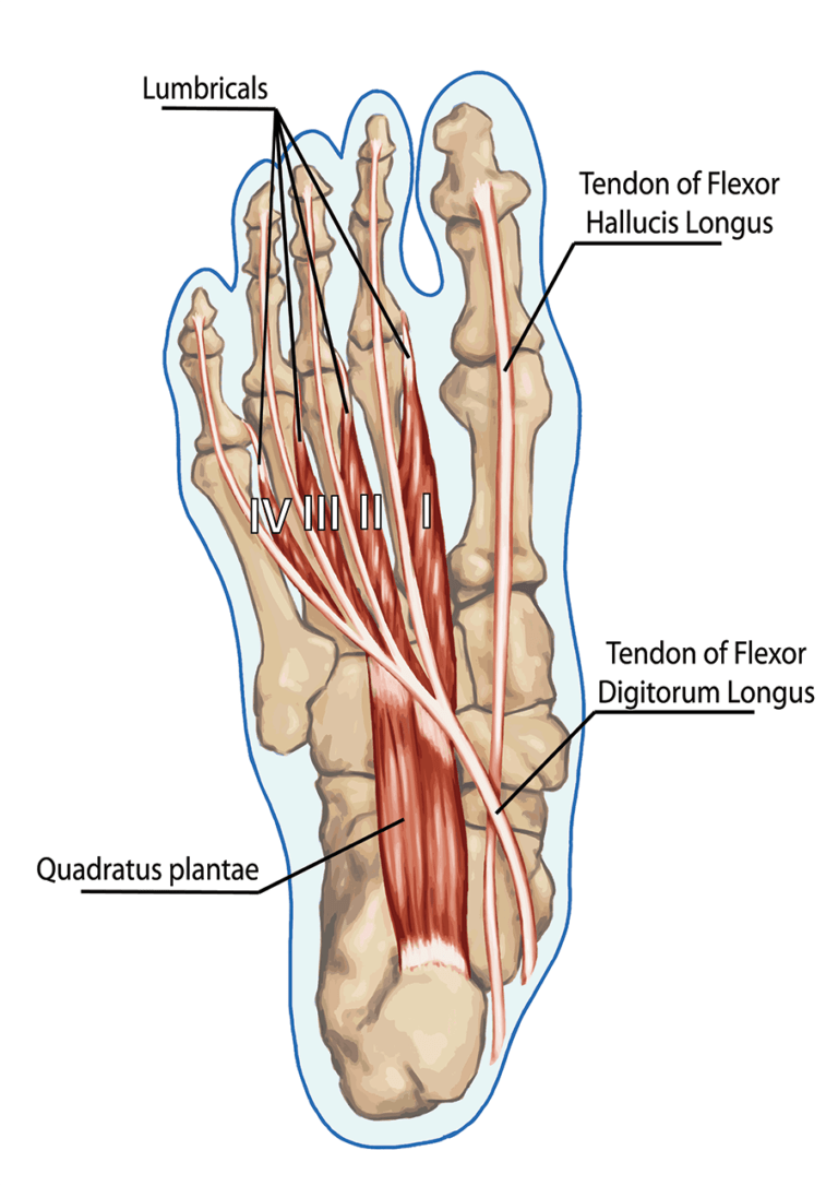 Flexor Hallucis Longus Tendon Pain