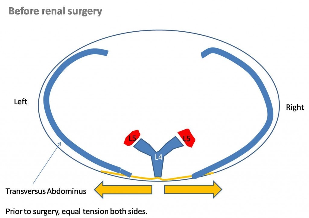 transversus-abdominus-normal-thoracodorsal-fascia-attachments-to-vertebra