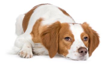 If it’s safe and effective for my dog, why can’t I get it?