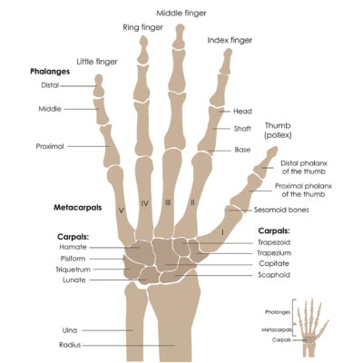 Medical illustration of the bones of human hand and wrist