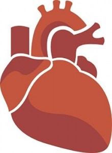 Adult Bone Marrow Stem Cells Help Heart Failure Patients Long-term