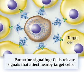 Are Chondrocytes or Stem Cells better for Cartilage Repair?
