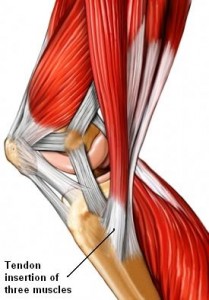 Removing part of the Meniscus Increases unwanted Muscle Activity of the