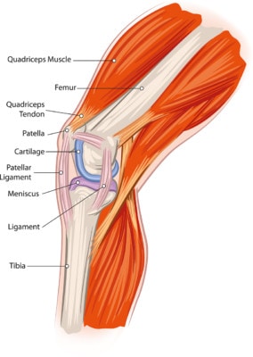 Medical illustration showing the anatomy of the knee and surrounding leg muscles