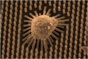 Who Needs IPS Cells: Old Cells made Young Again by Simple Exposure to the Stuff of Youth