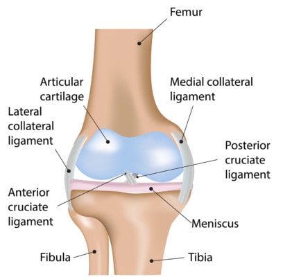 Medical illustration showing the anatomy of the knee