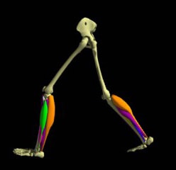 Another Good Report on HTO: Fixing abnormal Alignment can Help Walking