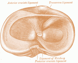 Removing the Knee Meniscus Destabilizes the Knee Despite ACL Replacement
