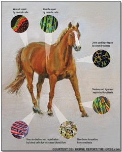 More Horse Stem Cell Research