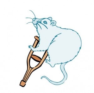 Osteoporosis Drug might help Repair Joints-In Mice…