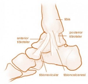 Helping a Patient with an Ankle Deltoid Ligament Injury