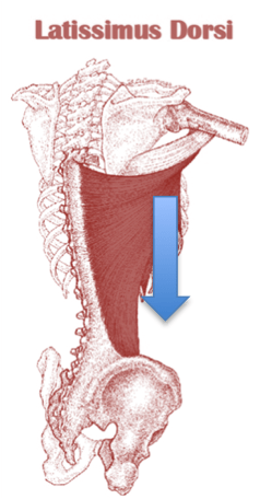 You mean Removing an Important Shoulder Muscle Impacts the Shoulder? Who Knew?