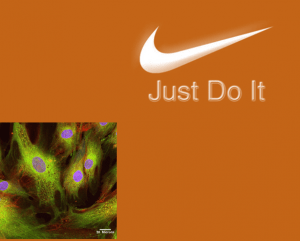 Exercise and Stem Cells