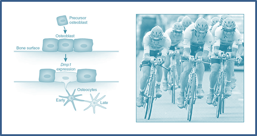 Cycling Bone Loss: Cycling, Stem Cells, and Bone Mass?