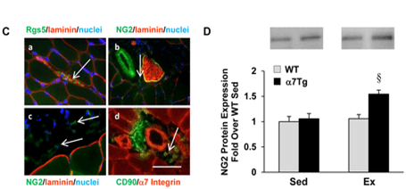 Exercise Increases the Stem Cells in your Muscles