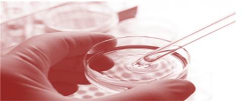 Getting Stem cells to turn into Cartilage: A Scientific or Business Breakthrough?