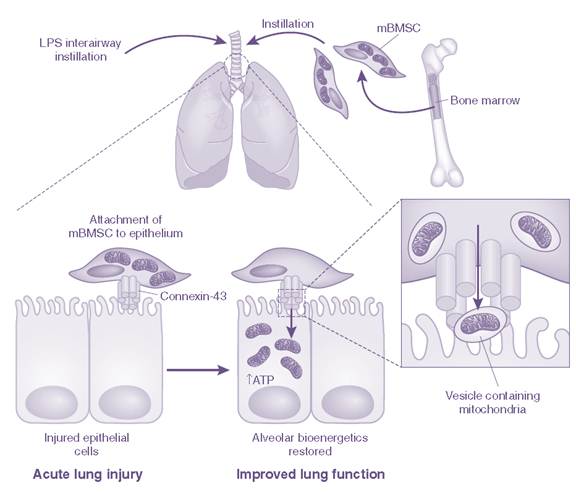 Bone Marrow Stem Cells can Replace the “Batteries” of Injured Cells