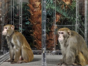 Calorie Restriction works in Mice, In Monkeys Not so Much…