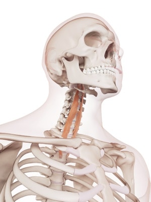 Medical illustration showing the longus colli muscle located in the front of the neck