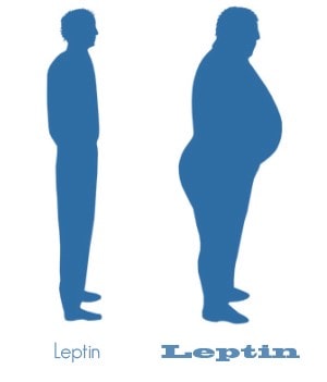 Leptin Knee Arthritis: More Links Found Between Obesity Hormones and Knee Arthritis