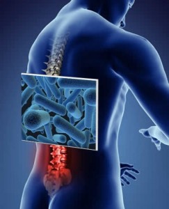 Is an Infection Degnerated Disc Causing Your Low Back Pain?