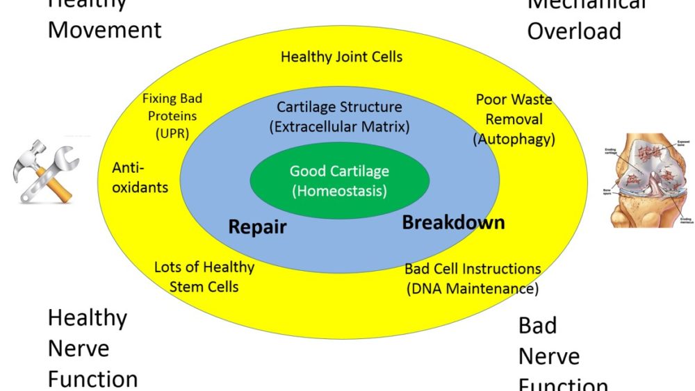 What is Arthritis and How Can Your Stem Cells Help Arthritis?