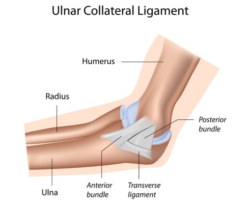 Medical illustration of the ulnar collateral ligament of elbow