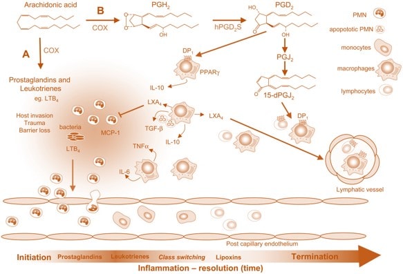 Inflammation Tied to Fracture: Could this Have an Impact on Stem Cells?