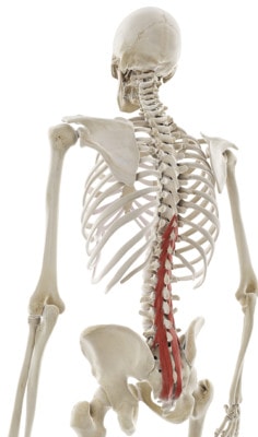 Medical illustration showing a skeleton with the multifidus muscles along the spine