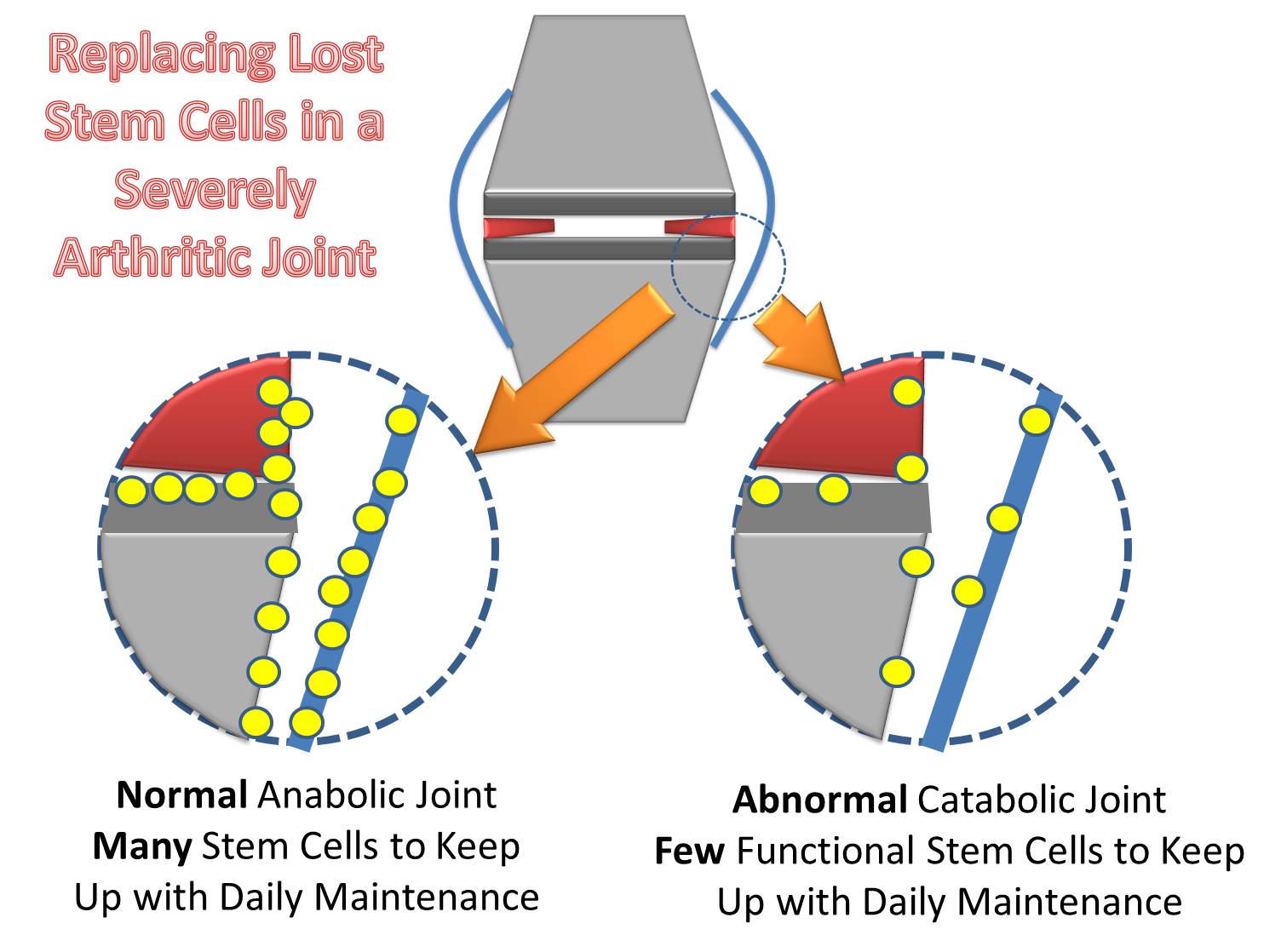 are there stem cells in my knee?