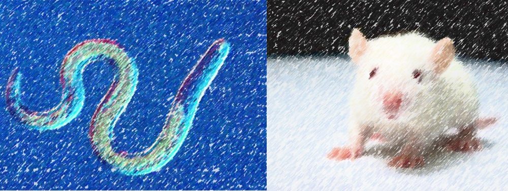 Glucosamine Research: Glucosamine Doesn’t Mess Up Your Cells and Helps Worms and Rats Live Longer!