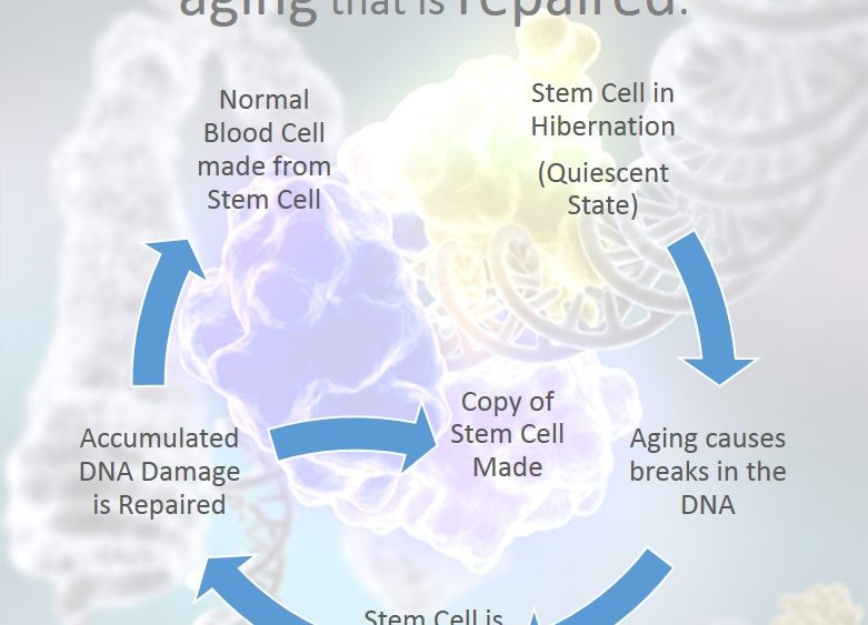 Stem Cell DNA Repair: Old Stem Cells Acquire DNA Damaged that’s Repaired as They’re Used