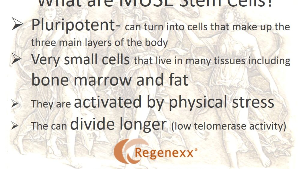 Find Your Own MUSE: What Are MUSE Stem Cells?