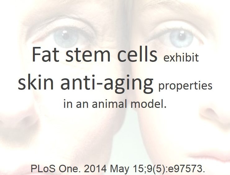 Fat Stem Cell Treatment? Skin Aging Improved in New Study