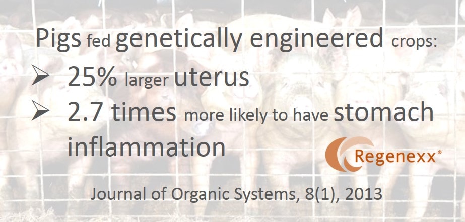 GMO Food Research: Pigs Fed Genetically Engineered Crops are Quite Messed Up