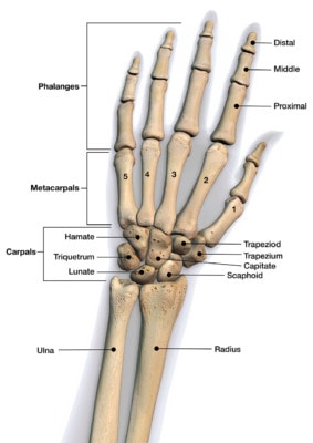 Medical illustration showing the bones of the hand and the wrist