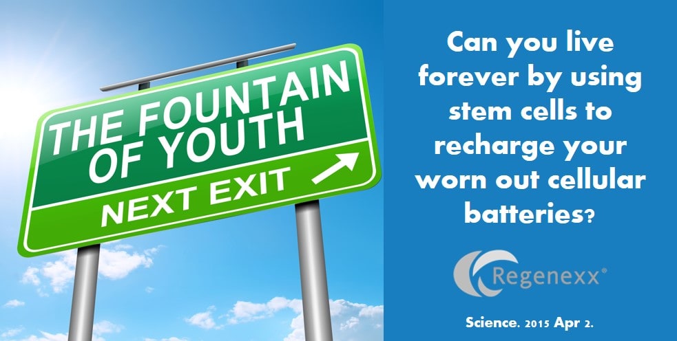 Researchers Find Possible Stem Cell Fountain of Youth!