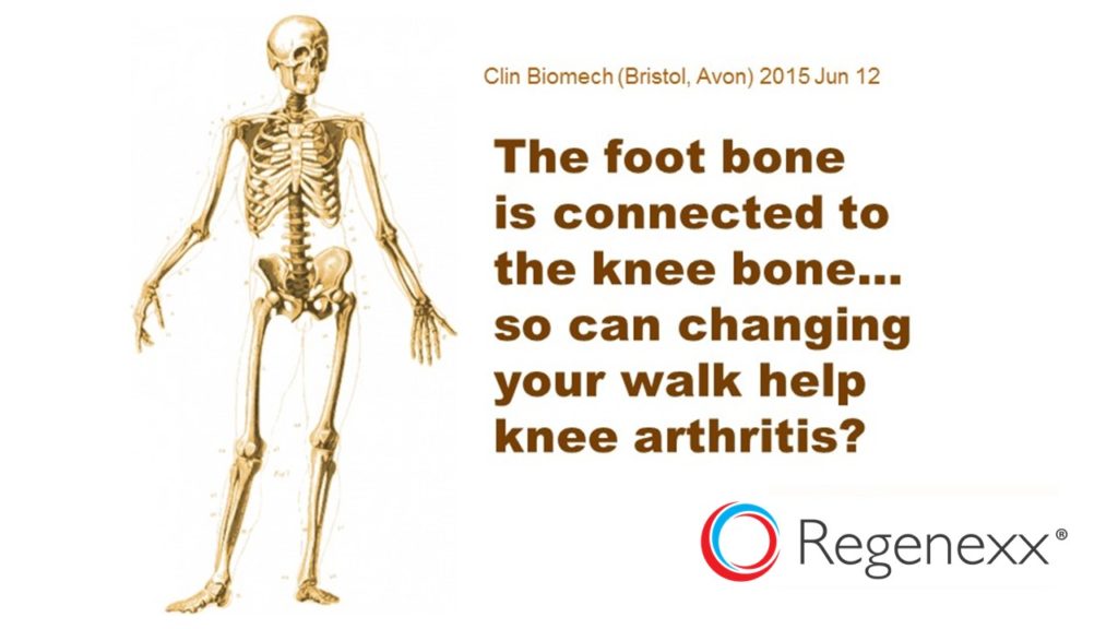 foot bone connected to knee bone