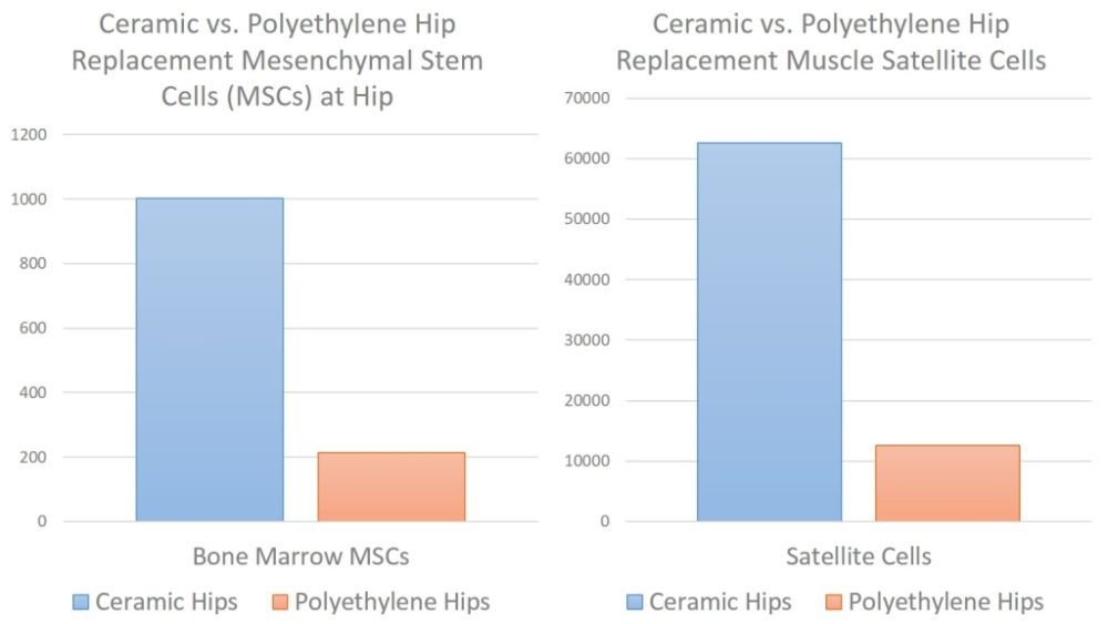 Conventional Polyethylene Hips Toxic to Stem Cells?