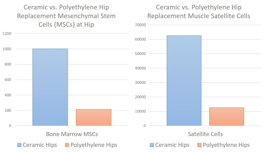 Polyethylene hips toxic to stem cells
