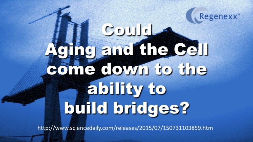 New Discoveries: Aging and the Cell and Bridges?