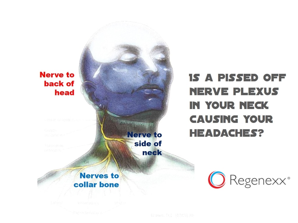 Pain In Side Of The Neck And Head Meet The Superficial Cervical Plexus Regenexx