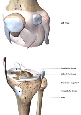 Medical illustration of knee joint bone and connective tissue