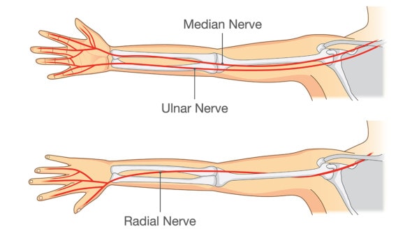 Medical illustration showing the nerves of the arm