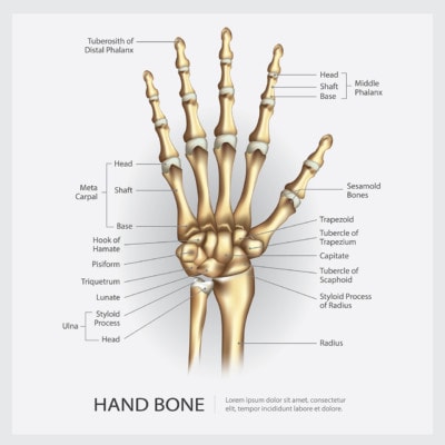 Medical illustration showing the bones of the hand