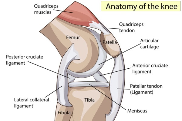 Medical illustration showing a cross section of the knee and its anatomy