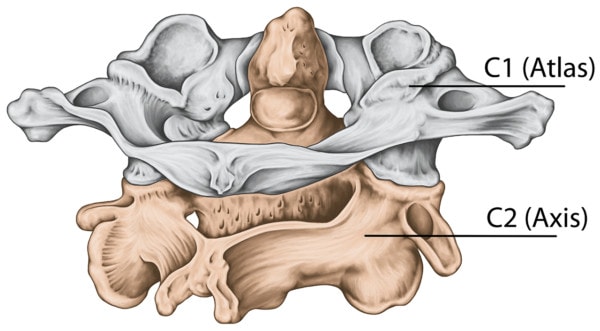 Medical illustration of the first and second cervical vertebra