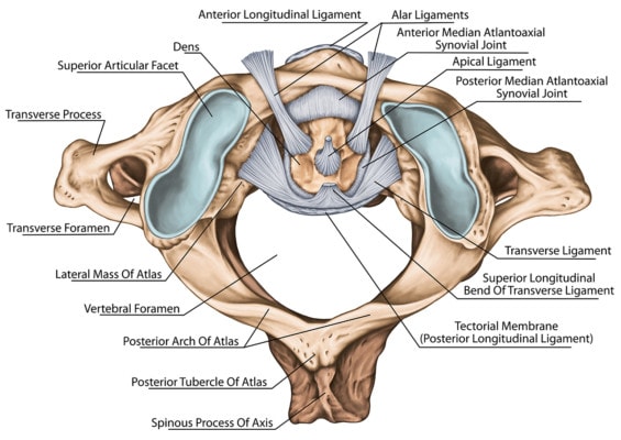 Medical illustration showing the anatomy of the first cervical vertebra