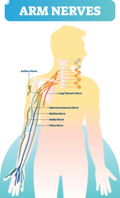 Illustration showing the arm and nerves. Axillary, long thoracic, musculocutaneous, median, radial and ulnar nerves. Vertebrae with C1-C8 and T1