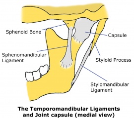 Medical illustration of TMJ ligaments